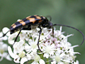 Leptura quadrifasciata